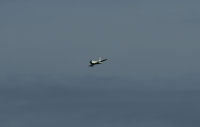 North American F-86 Sabre